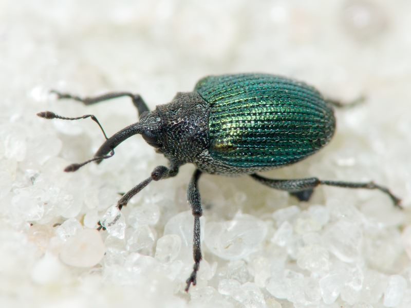 Ceutorhynchus erysimi (Fabricius, 1787)